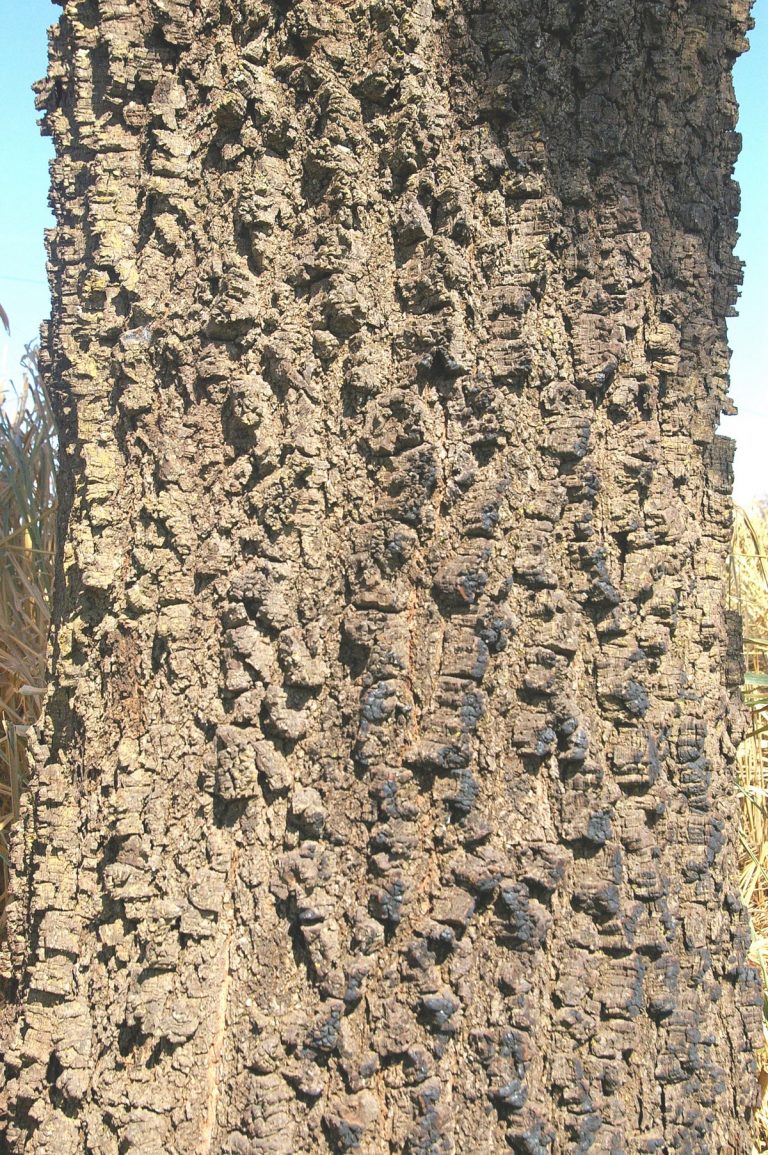 Yopo (Anadenanthera peregrina) psychonaut.eu