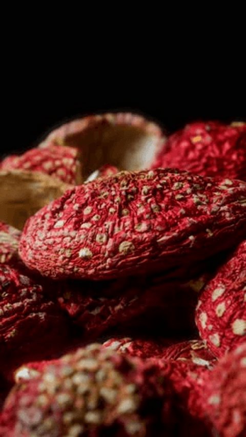 Nahaufnahme mehrerer getrockneter Fliegenpilze mit dunkelroten, runzligen Hüten und hellen, warzenartigen Flecken. Die Pilze liegen dicht beieinander vor einem schwarzen Hintergrund.