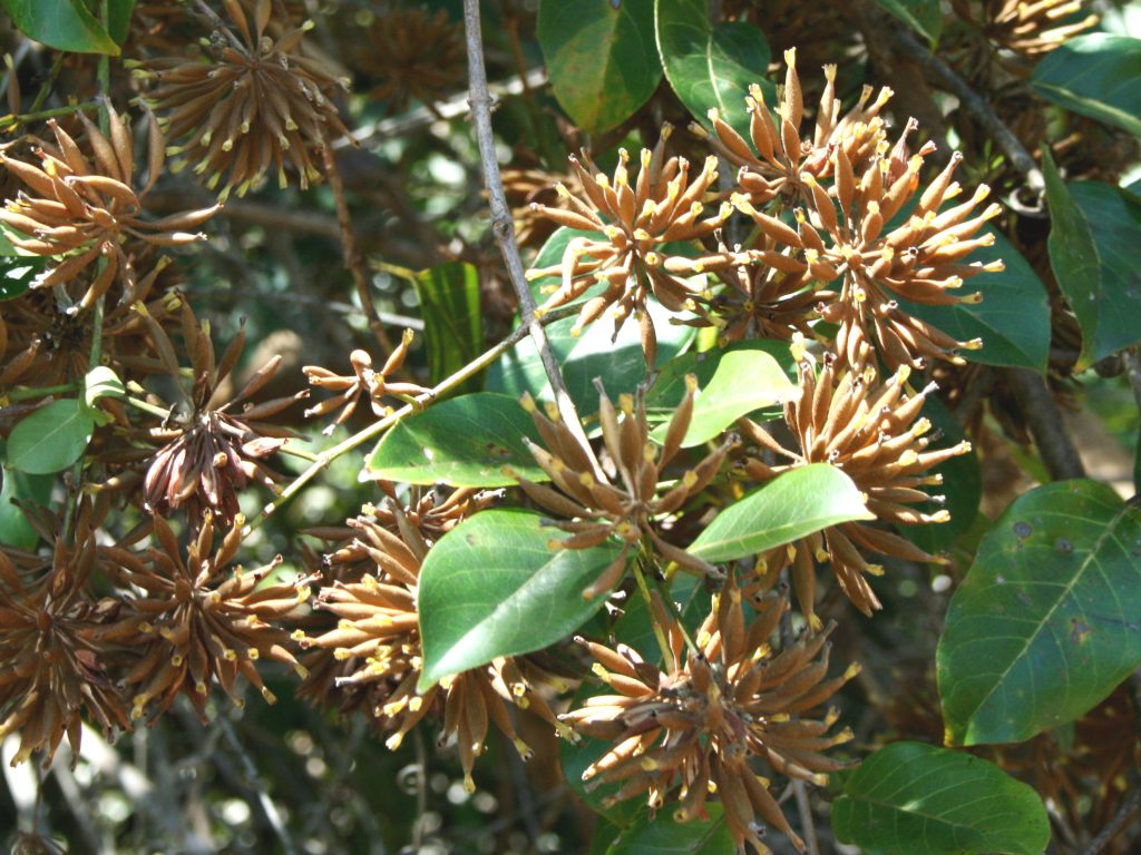 Reife Fruchtstände von Uncaria guianensis mit charakteristischen sternförmigen Kapselfrüchten und gegenständigen Blättern im tropischen Regenwald.