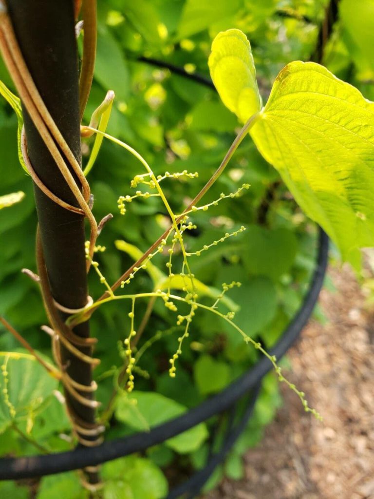 Nahaufnahme der Wilden Yamswurzel (Dioscorea villosa) mit kleinen grünlich-gelben Blüten an einer rankenden Kletterpflanze und einem herzförmigen Blatt.