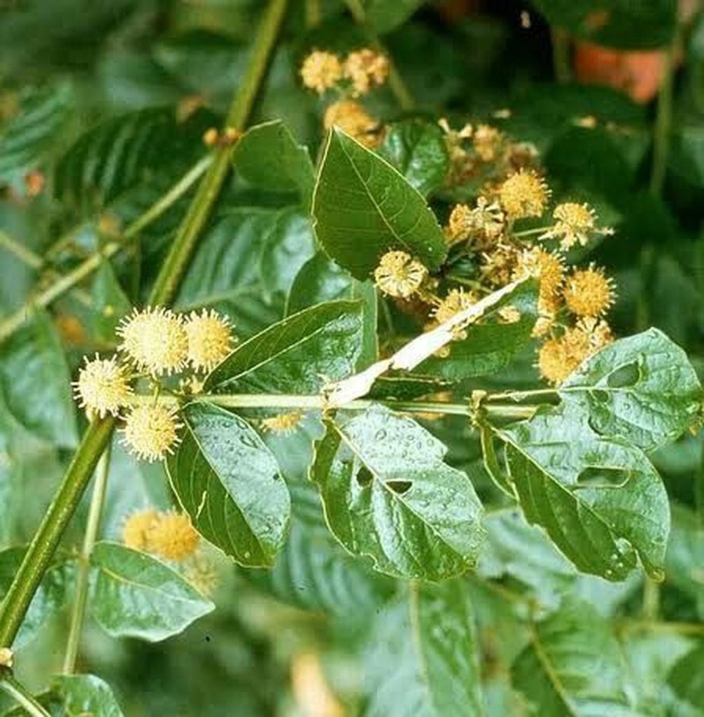 Blühende Katzenkralle (Uncaria tomentosa) im tropischen Regenwald mit kugelförmigen cremegelben Blütenständen, gegenständigen Blättern und charakteristischer Kletterpflanze.