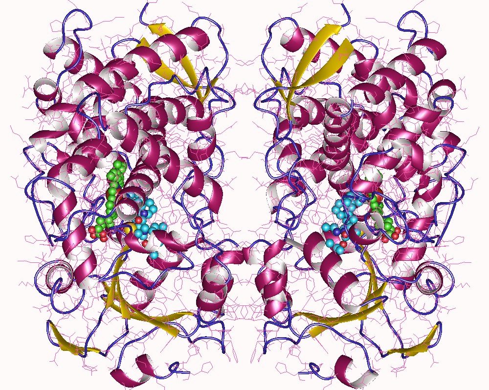 Dreidimensionale Struktur des Enzyms CYP3A4 (Cytochrom P450 3A4) mit gebundenen Molekülen in den aktiven Bindungsstellen.