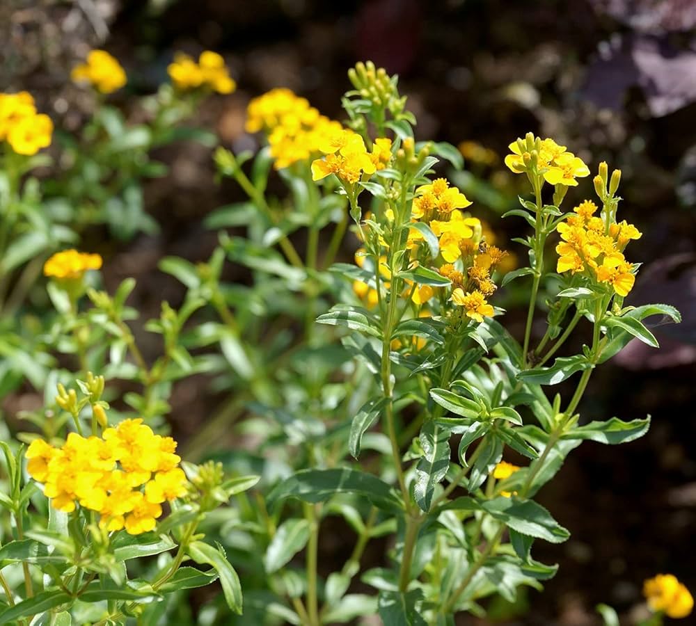 Gelb blühende Tagetes lucida (Mexikanischer Estragon) mit kleinen, leuchtenden Blüten an aufrechten grünen Stängeln im Sonnenlicht; der Hintergrund ist unscharf.