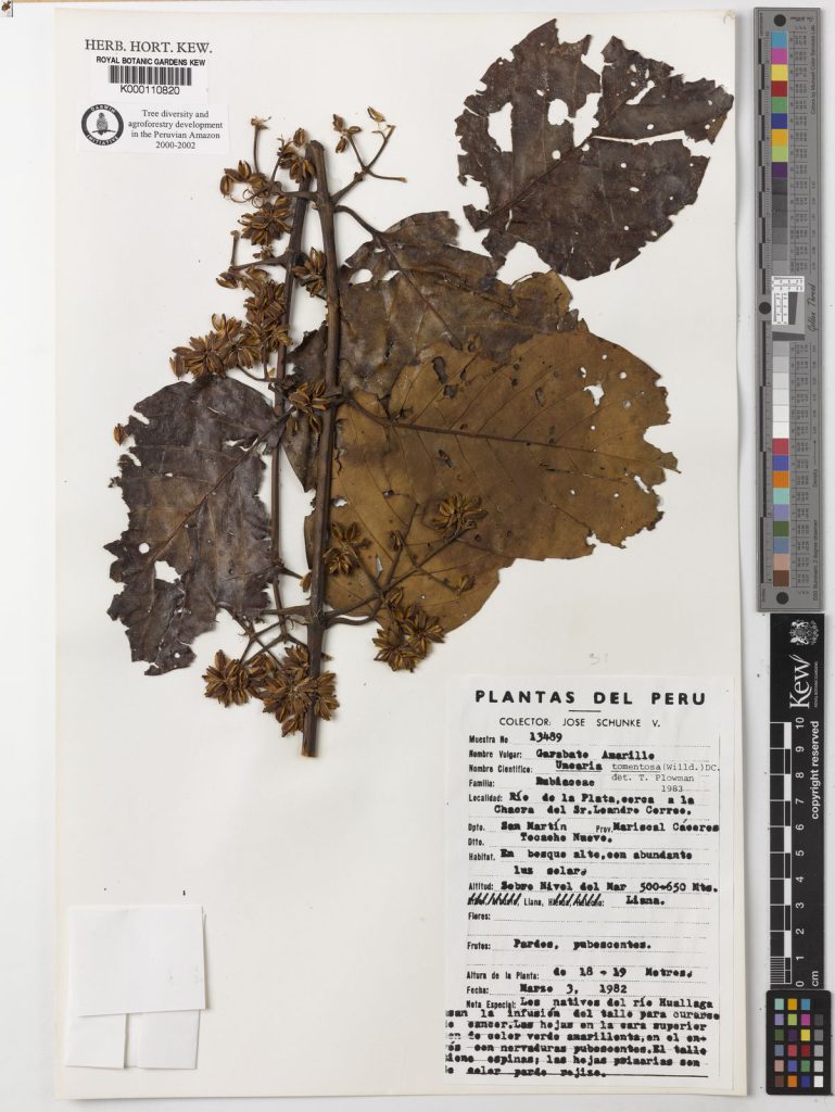 Herbarbeleg der Katzenkralle (Uncaria tomentosa) aus den Royal Botanic Gardens Kew mit gepresstem Pflanzenmaterial, Fruchtständen, Blättern und Sammeletikett aus Peru.