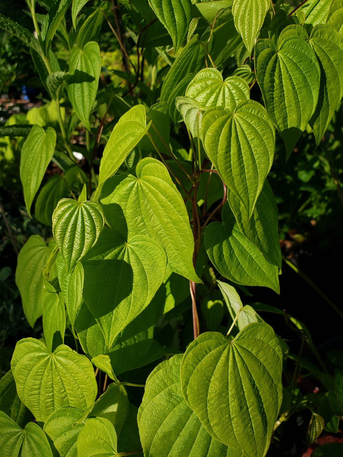 Nahaufnahme der Wilden Yamswurzel (Dioscorea villosa) mit zahlreichen herzförmigen, hellgrünen Blättern an einer rankenden Kletterpflanze im Sonnenlicht.