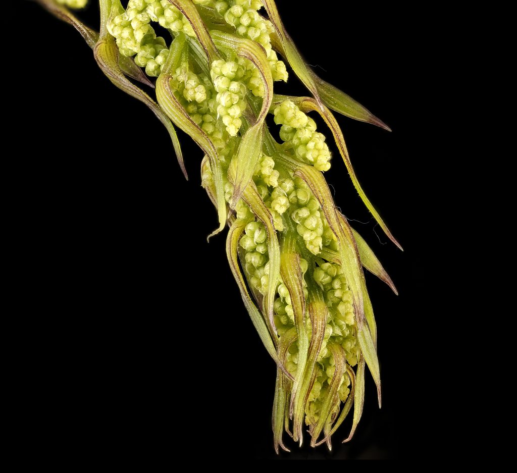 Makroaufnahme des weiblichen Blütenstands der Wilden Yamswurzel (Dioscorea villosa) mit dicht angeordneten grünlichen Blütenknospen vor schwarzem Hintergrund.