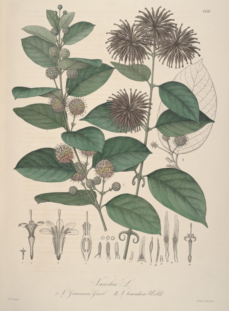 Historische Illustration der Katzenkralle (Uncaria tomentosa) mit Blättern, Blütenständen, Dornen und botanischen Detailzeichnungen.