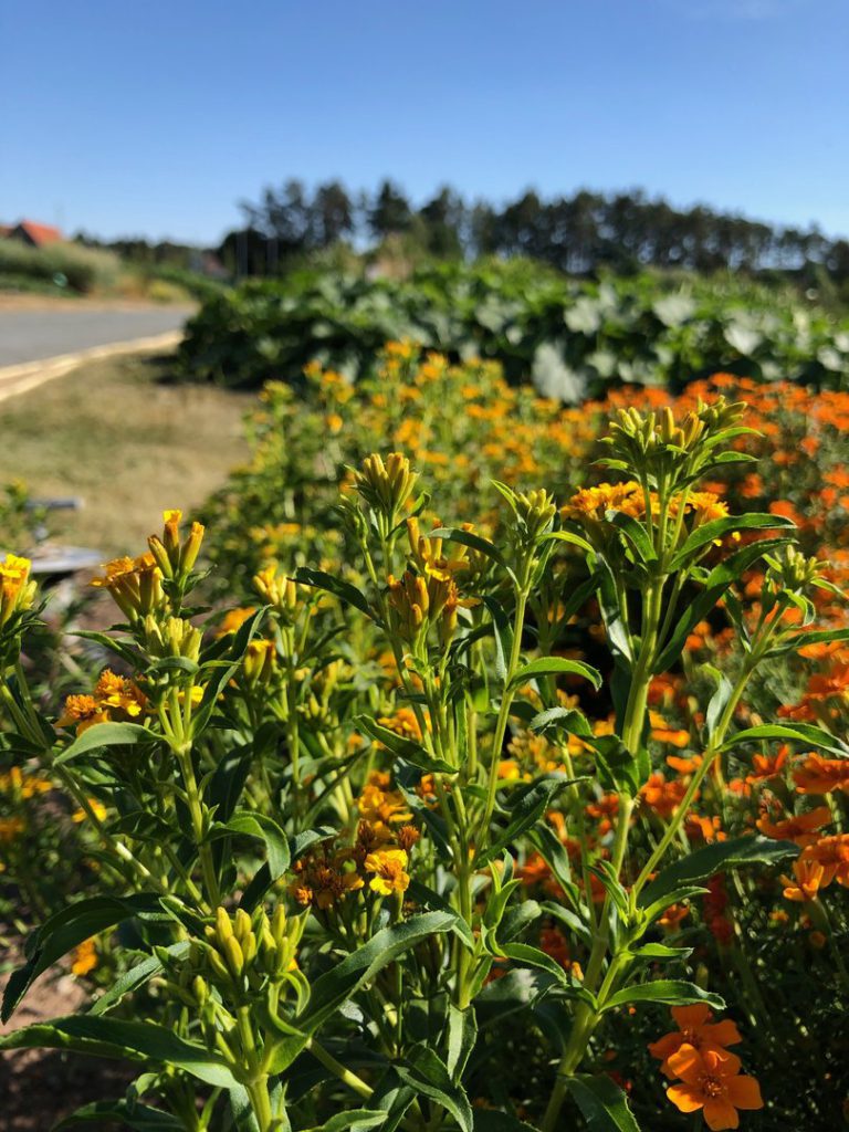 Blühende Tagetes lucida in einem sonnigen Gartenbeet mit zahlreichen Knospen und gelb-orangefarbenen Blüten.