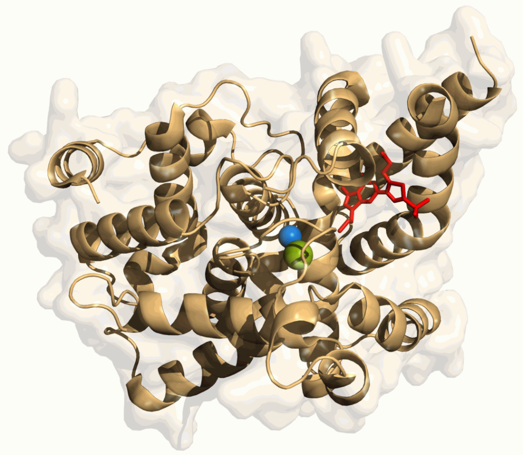 Schematische dreidimensionale Darstellung des Enzyms Phosphodiesterase-5 (PDE-5). Das Protein ist als Bändermodell mit zahlreichen spiraligen Alpha-Helices in Beige dargestellt. Im aktiven Zentrum befindet sich ein rot hervorgehobener gebundener Ligand sowie zwei Metallionen, dargestellt als blaue und grüne Kugel. Eine transparente weiße Oberfläche deutet die räumliche Struktur des Enzyms an.