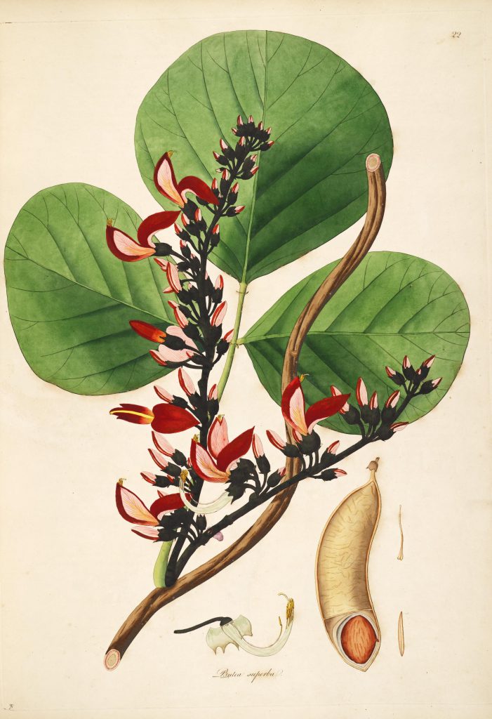 Historische botanische Illustration von Butea superba, einer tropischen Kletterpflanze. Dargestellt sind drei große, rundliche grüne Blätter mit deutlich sichtbaren Blattadern sowie dichte Blütenstände mit rot- und rosafarbenen, schmetterlingsförmigen Blüten entlang dunkler Stängel. Eine verholzte Ranke windet sich durch die Abbildung. Rechts unten ist eine geöffnete Schote mit einem einzelnen großen braunen Samen zu sehen, darunter ergänzende Detailzeichnungen einzelner Blütenteile. Der Artname „Butea superba“ ist am unteren Rand der historischen botanischen Tafel vermerkt.