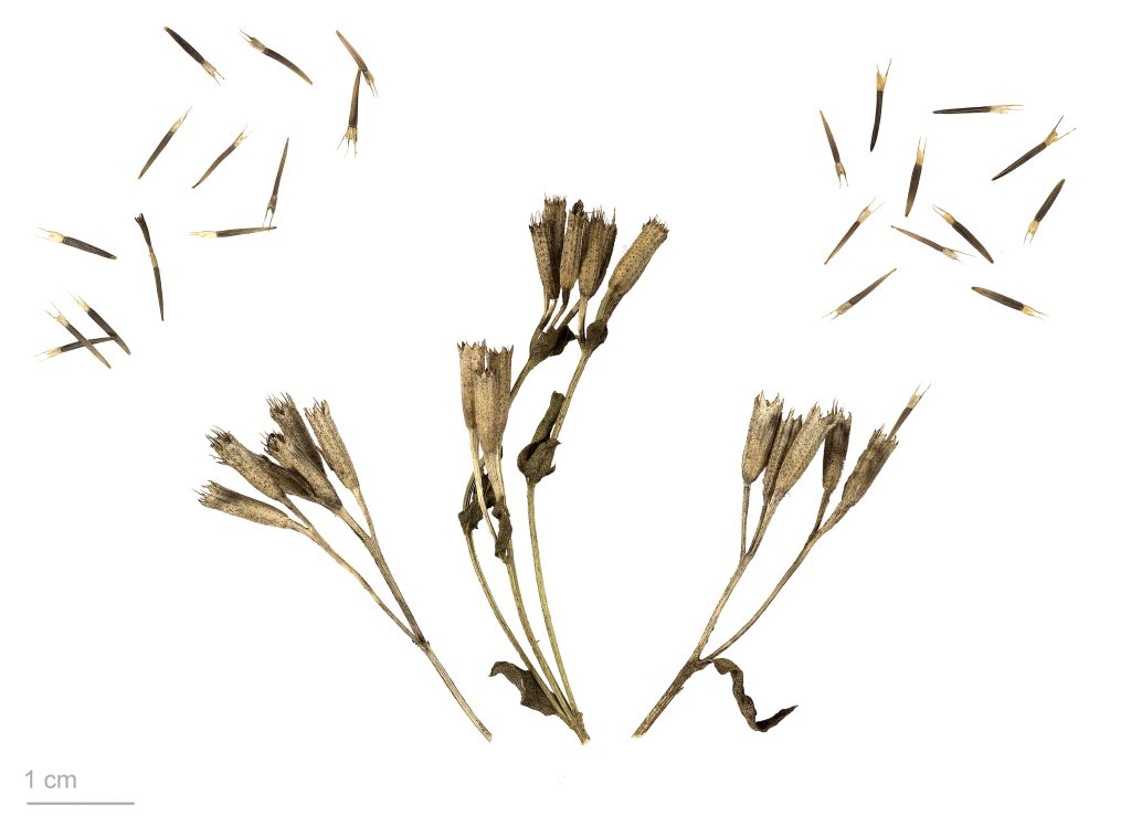Herbarbeleg von Tagetes lucida mit getrockneten Fruchtständen und einzeln ausgelegten Samen auf weißem Hintergrund.