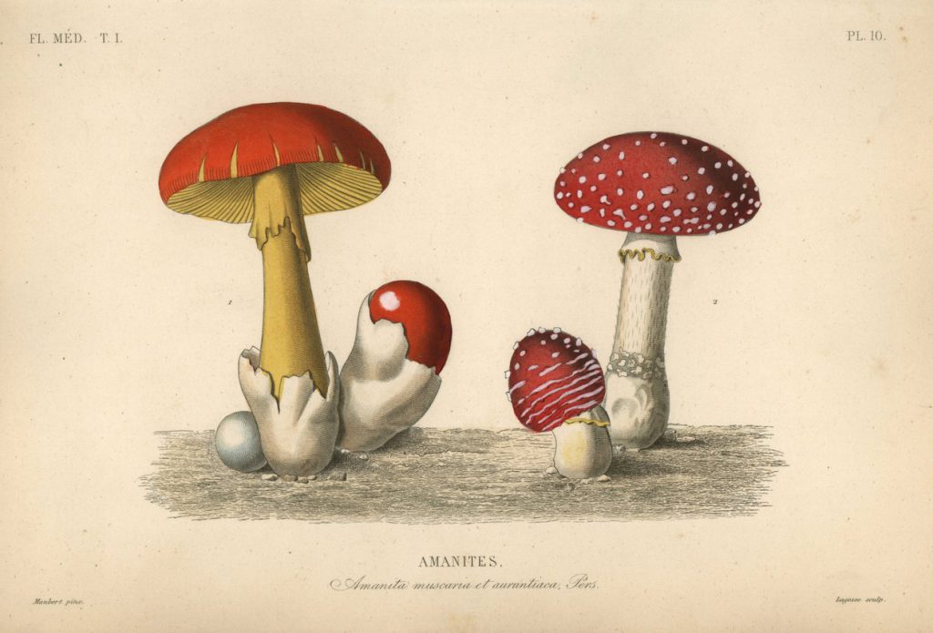 Historische wissenschaftliche Illustration mit mehreren Darstellungen von Fliegenpilzen in verschiedenen Entwicklungsstadien. Zu sehen sind ausgewachsene Pilze mit roten Hüten, weiße Lamellen sowie junge Exemplare, die noch von einer Hülle umgeben sind. Die Zeichnungen sind auf einem beigefarbenen Hintergrund angeordnet und mit der Beschriftung „Amanites – Amanita muscaria et aurantiaca“ versehen.