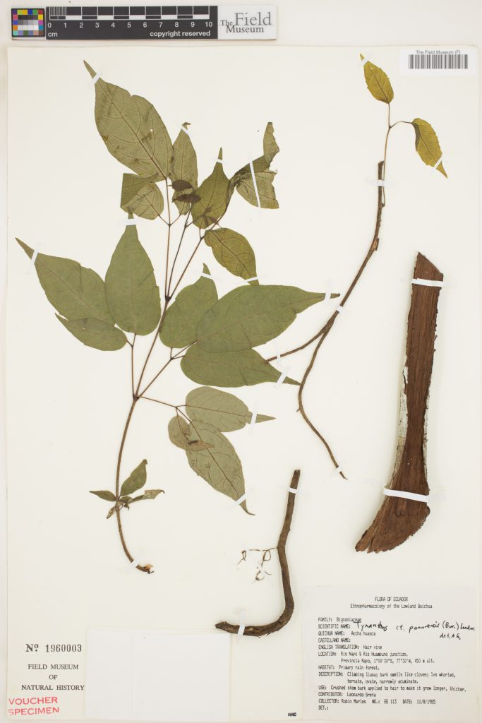 Herbarbeleg von Tynanthus cf. panurensis, einer mit Clavo Huasca in Verbindung gebrachten Liane. Der Sammlungsbogen zeigt gepresste Pflanzenteile und ein Stück der aromatischen Rinde sowie ein Etikett mit botanischen und ethnobotanischen Informationen.