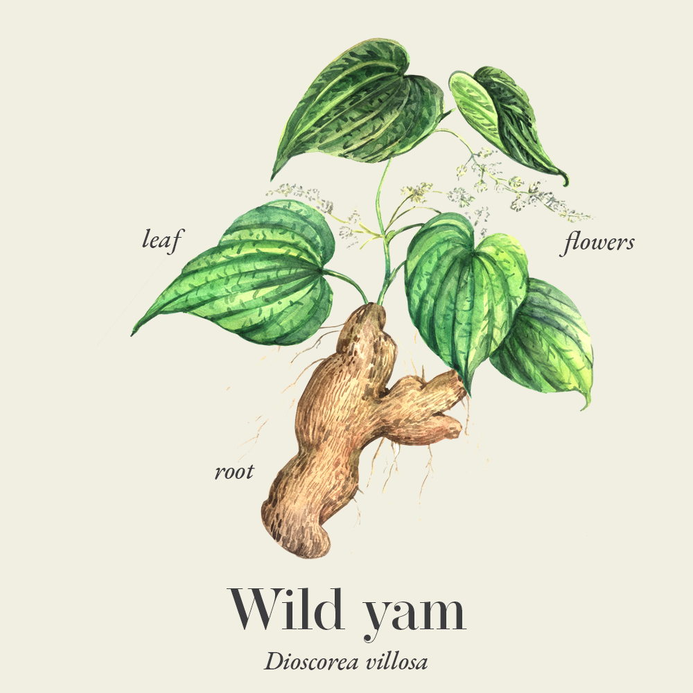 Botanische Illustration der Wilden Yamswurzel (Dioscorea villosa) mit herzförmigen grünen Blättern, kleinen weißen Blüten und einer großen braunen Wurzel. Die Pflanzenteile Blatt, Blüten und Wurzel sind beschriftet.