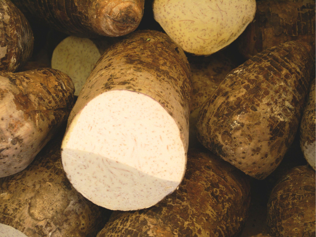 Mehrere braune Knollen der Wilden Yamswurzel (Dioscorea villosa), darunter eine angeschnittene Knolle mit hellem Inneren.