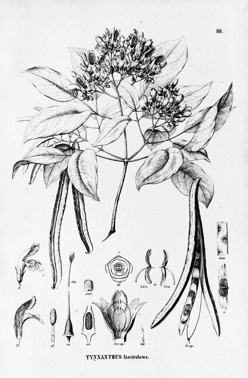 Historische botanische Illustration von Tynanthus fasciculatus, einer Pflanzenart aus der Gattung Tynanthus, die im Zusammenhang mit Clavo Huasca erwähnt wird. Dargestellt sind ein blühender Zweig, lange Fruchtkapseln sowie Detailzeichnungen der Blüten und Samen.