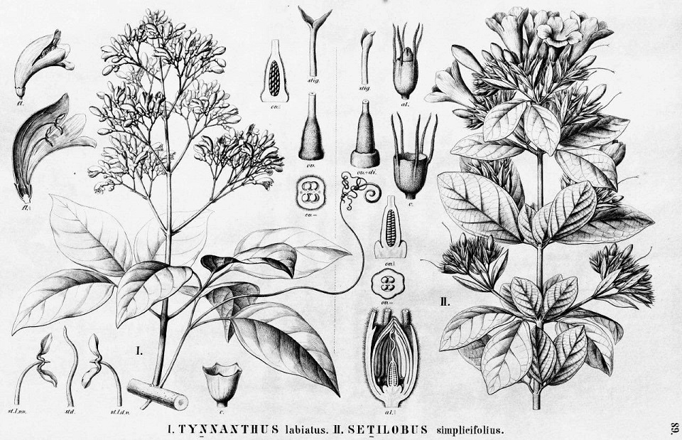 Historische botanische Illustration einer mit Clavo Huasca in Verbindung gebrachten Pflanze (Tynanthus labiatus) sowie einer Vergleichsart (Setilobus simplicifolius). Die Tafel zeigt die Wuchsform der Pflanzen sowie vergrößerte Zeichnungen von Blüten, Früchten und weiteren botanischen Merkmalen.