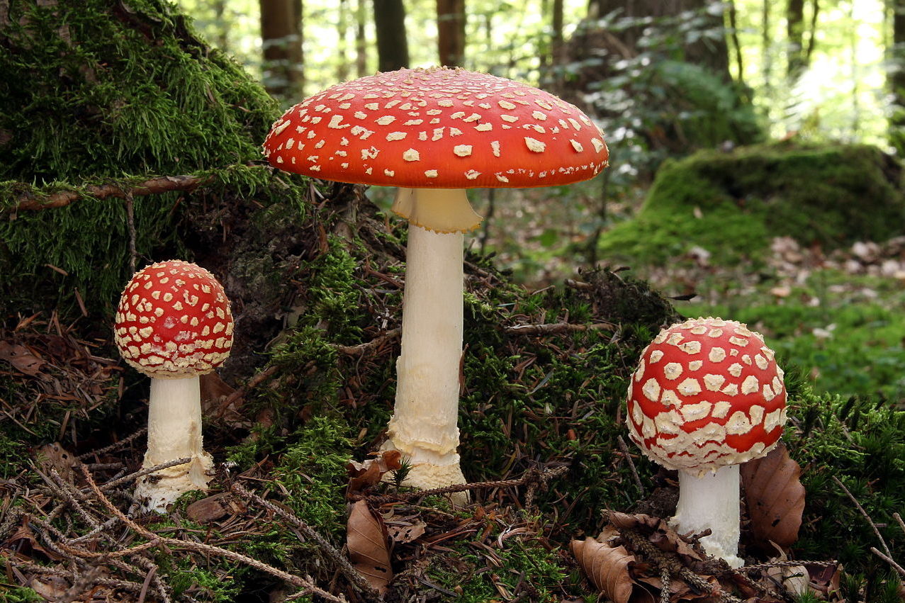 Drei Fliegenpilze mit leuchtend roten Hüten und weißen Punkten wachsen auf einem moosbedeckten Waldboden. Der größte Pilz steht in der Mitte, flankiert von zwei kleineren Exemplaren. Im Hintergrund sind Bäume und grünes Moos in einem lichtdurchfluteten Wald zu sehen.
