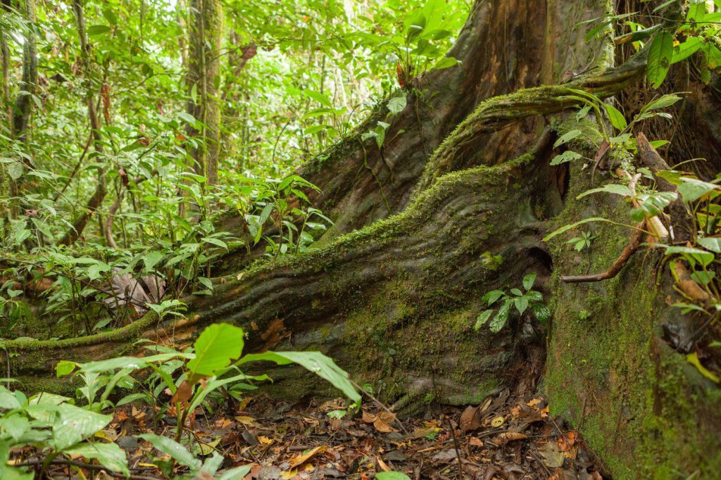 Am Fuß eines großen Baumes im tropischen Regenwald breiten sich mächtige, moosbewachsene Brettwurzeln über den Waldboden aus. Dichtes grünes Unterholz, Lianen und junge Pflanzen umgeben den Stamm. Das Licht fällt gefiltert durch das Blätterdach und erzeugt die typische feucht-warme Atmosphäre eines Regenwaldes.
