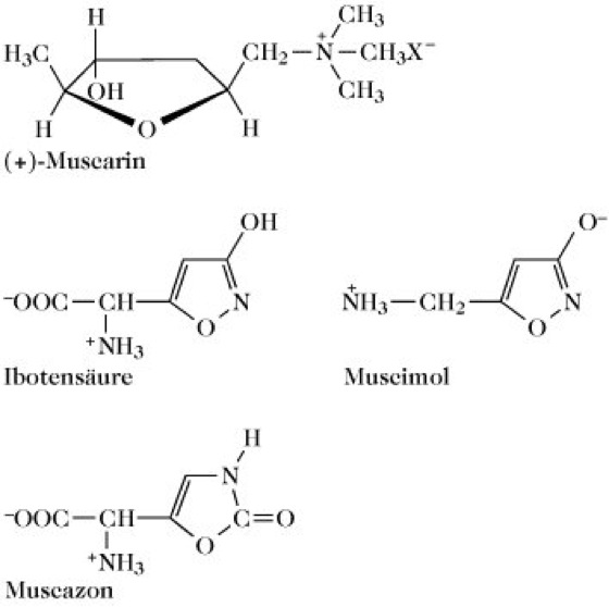 Schematische Darstellung der chemischen Strukturformeln von vier im Fliegenpilz vorkommenden oder damit verbundenen Verbindungen: Muscarin, Ibotensäure, Muscimol und Muscazon. Die Formeln sind auf weißem Hintergrund angeordnet und jeweils mit ihrem Namen beschriftet.