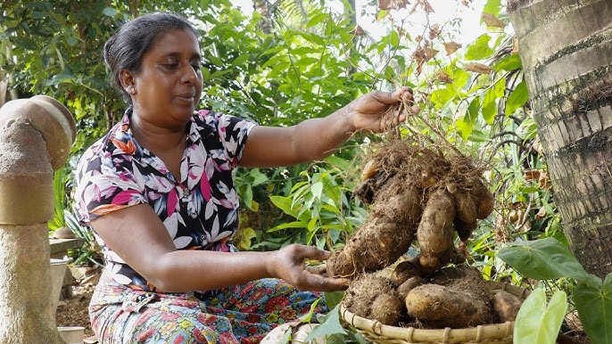 Person zeigt frisch geerntete Knollen der Wilden Yamswurzel (Dioscorea villosa) in einem Garten.