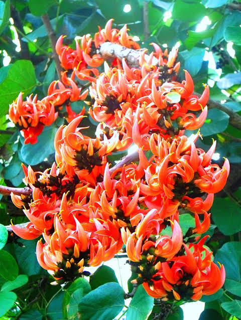 Nahaufnahme der leuchtend orange-roten Blüten von Butea superba. Die zahlreichen schmetterlingsförmigen Blüten stehen in dichten Büscheln an verholzten Klettertrieben und bilden einen starken Kontrast zu den großen, sattgrünen Blättern im Hintergrund. Das Foto zeigt die Pflanze in ihrer natürlichen Umgebung während der Blütezeit.