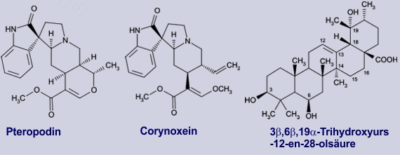 Chemische Strukturformeln wichtiger Inhaltsstoffe der Katzenkralle (Uncaria tomentosa): Pteropodin, Corynoxein und 3β,6β,19-Trihydroxyurs-12-en-28-olsäure.