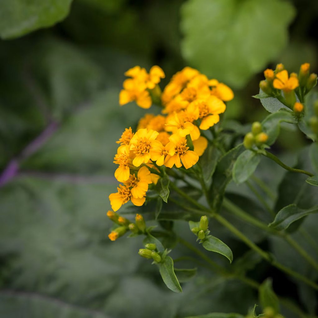 Nahaufnahme von Tagetes lucida mit leuchtend gelb-orangefarbenen Blüten und grünen Knospen vor einem weich verschwommenen grünen Hintergrund.