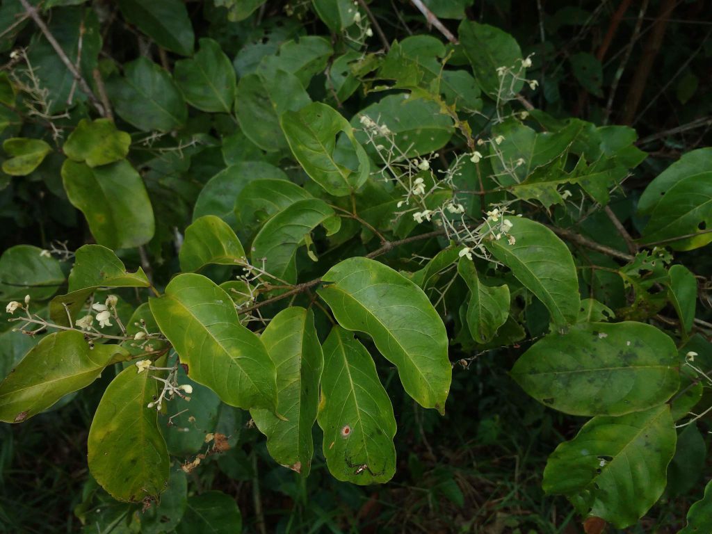 Ein belaubter Zweig mit großen, ovalen, glänzend grünen Blättern und zahlreichen kleinen, cremeweißen Blüten wächst in dichter tropischer Vegetation. Einige Blätter weisen Fraßspuren und kleine Verfärbungen auf. Die verzweigten Blütenstände heben sich vor dem dunklen Hintergrund des Waldes deutlich ab.