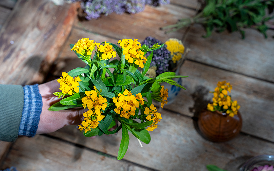 Hand hält einen Strauß blühender Tagetes lucida mit leuchtend gelben Blüten über einem rustikalen Holztisch.