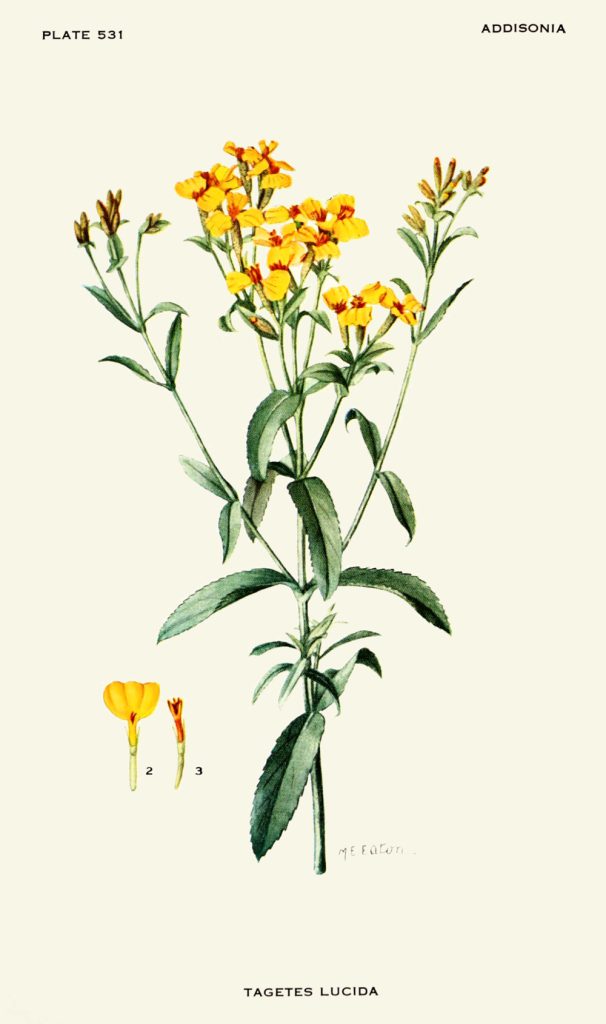 Botanische Illustration von Tagetes lucida mit gelb-orangefarbenen Blüten, schmalen gezähnten Blättern und zwei vergrößerten Blütendetails auf hellem Hintergrund.