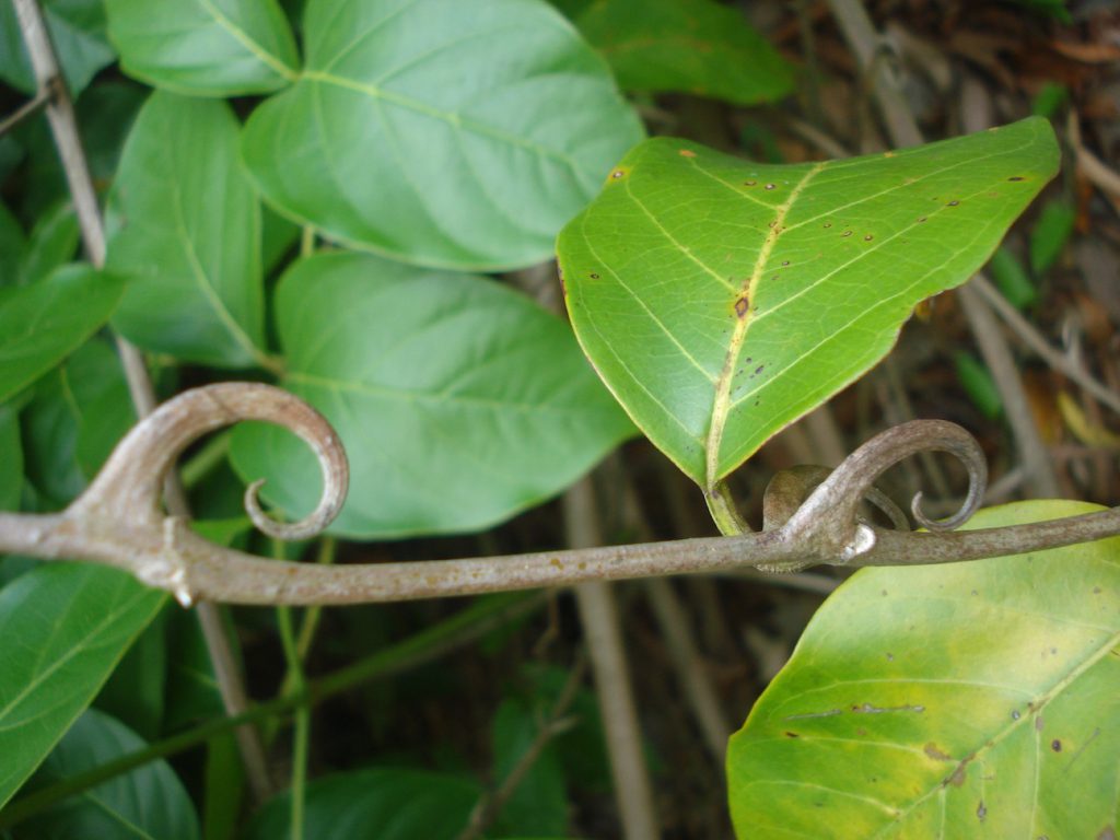 Charakteristische hakenförmige Dornen der Katzenkralle (Uncaria tomentosa) an einem Klettertrieb. Die namensgebenden „Katzenkrallen“ dienen der Liane zum Festhalten an Bäumen im tropischen Regenwald.