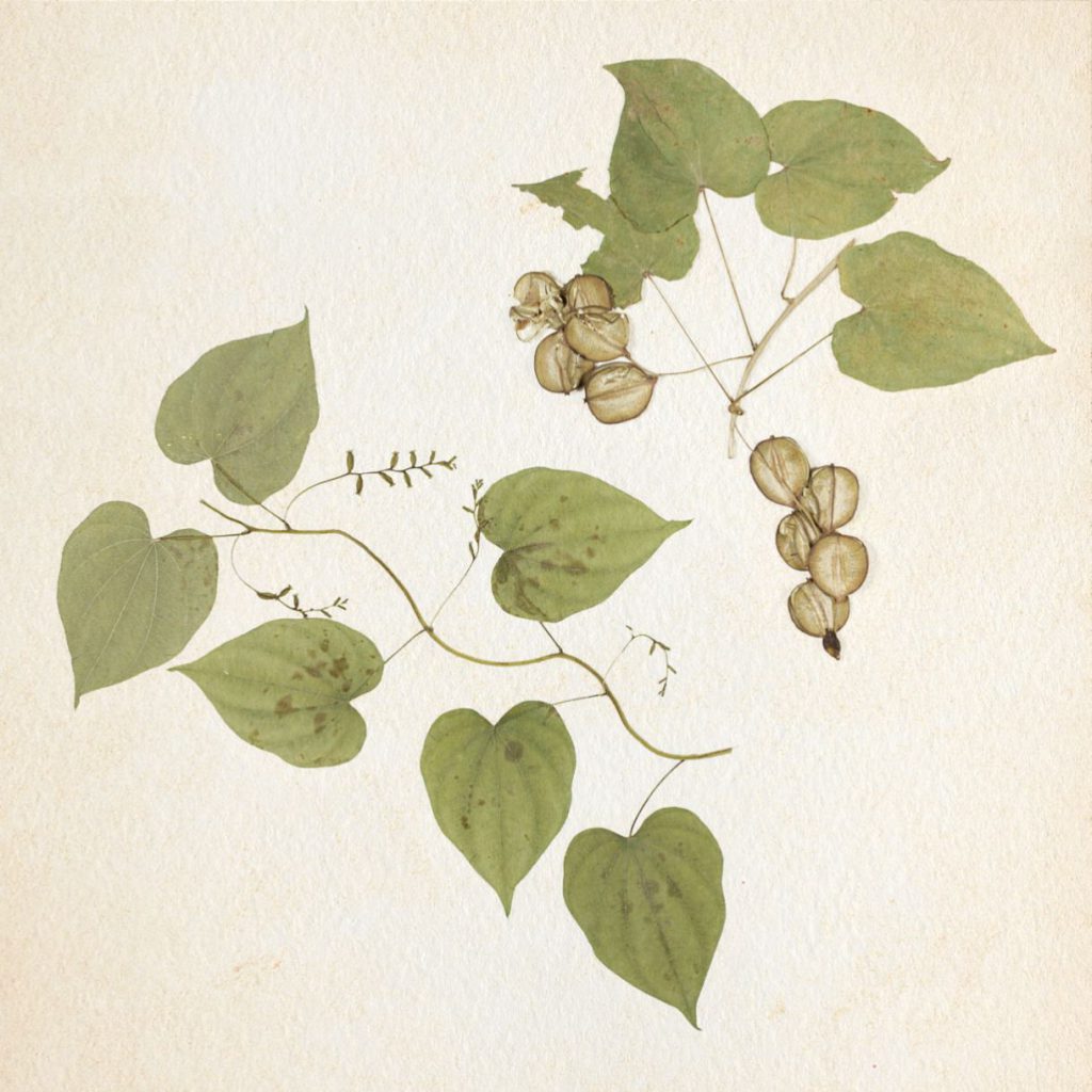 Botanische Illustration eines Herbarbelegs der Wilden Yamswurzel (Dioscorea villosa) mit getrocknet wirkenden Blättern, Blütenständen und Samenkapseln.