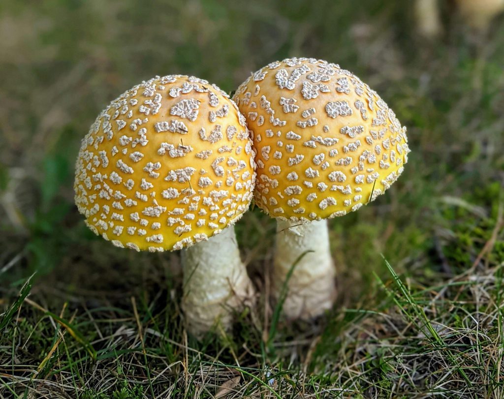 Zwei gelbe Fliegenpilze mit weißen, warzenartigen Flecken auf den Hüten wachsen dicht nebeneinander auf einem grasigen Waldboden. Die weißen Stiele sind kräftig, der Hintergrund ist unscharf und zeigt grüne Vegetation.