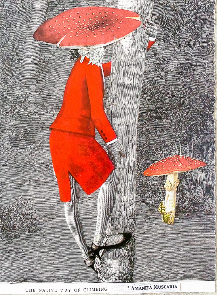 Collage mit einer historischen Illustration einer Person in roter Kleidung, deren Kopf durch den Hut eines Fliegenpilzes ersetzt wurde. Die Person klettert an einem Baumstamm empor, während rechts daneben ein Fliegenpilz abgebildet ist. Unter der Darstellung stehen die Beschriftungen „The Native Way of Climbing“ und „Amanita Muscaria“.