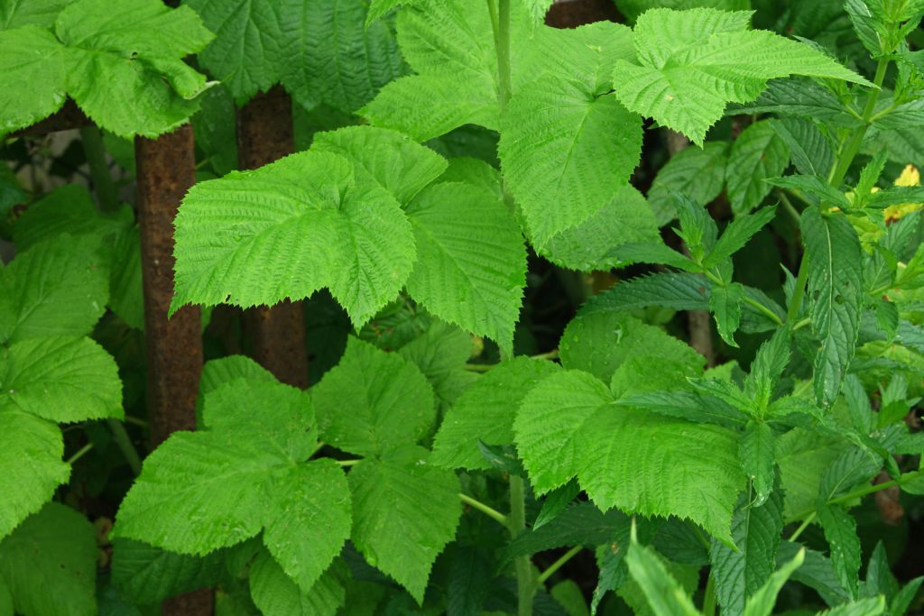 Dichtes grünes Blattwerk einer Himbeerpflanze (Rubus idaeus) mit großen, gezackten und deutlich geäderten Blättern; rechts wachsen schmalere Blätter einer weiteren Pflanze dazwischen.