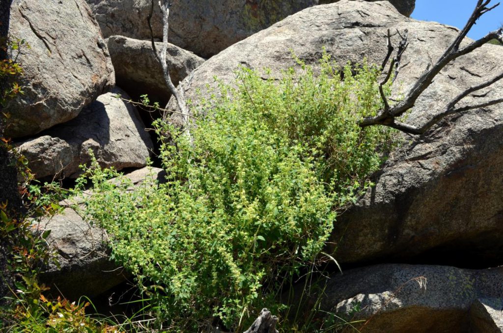 Muña (Minthostachys mollis) als buschig wachsender Strauch zwischen großen Felsen im natürlichen Lebensraum der Anden.