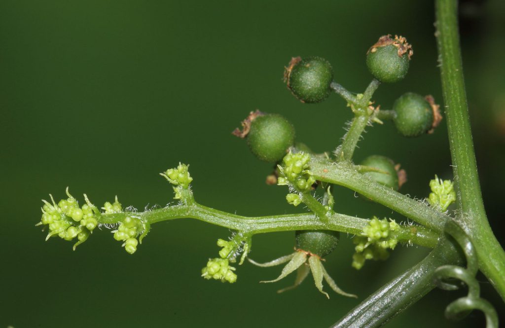 Nahaufnahme von Jiaogulan (Gynostemma pentaphyllum) mit kleinen grünlich-weißen Blüten und unreifen grünen Beerenfrüchten.