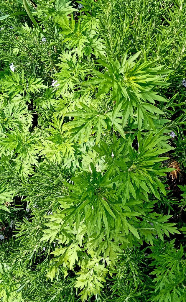Blätter des Gemeinen Beifußes (Artemisia vulgaris) mit typisch tief eingeschnittener Blattform