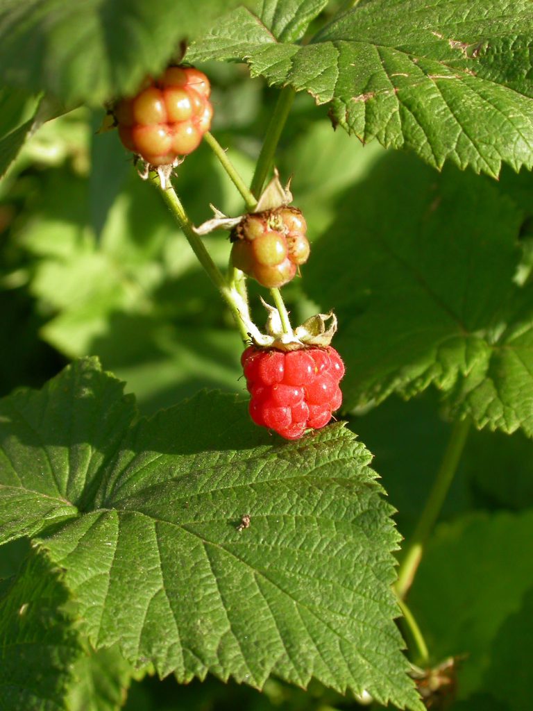 Nahaufnahme einer wilden Himbeerpflanze mit einer reifen roten Himbeere und mehreren noch unreifen, hellgrünen bis rötlichen Früchten zwischen großen, gezackten grünen Blättern.
