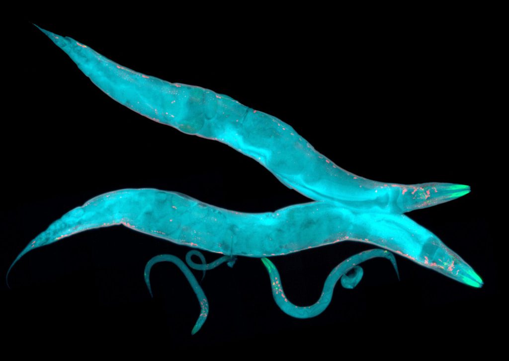 Caenorhabditis elegans unter dem Fluoreszenzmikroskop – mehrere transparente Fadenwürmer mit fluoreszierend markierten Gewebebereichen auf schwarzem Hintergrund.