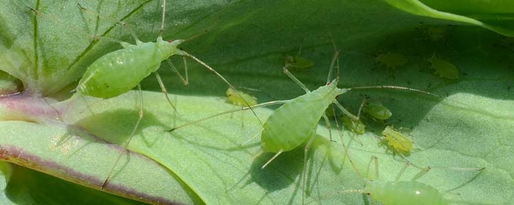 Erbsenblattlaus (Acyrthosiphon pisum) auf einem Blatt – grüne adulte Blattläuse und Nymphen beim Saugen an der Pflanze.