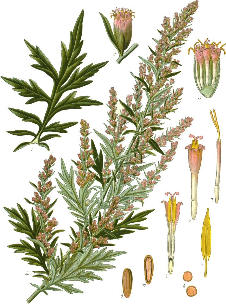 Botanische Illustration des Gemeinen Beifußes (Artemisia vulgaris) mit Blättern, Blüten, Früchten und weiteren Bestimmungsmerkmalen.