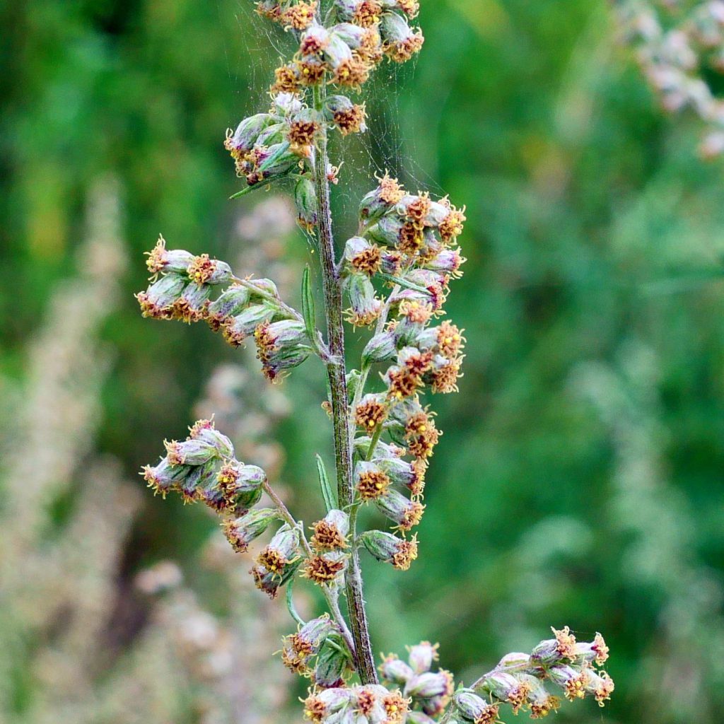     Detailaufnahme des Gemeinen Beifußes (Artemisia vulgaris) mit Blütenstand
