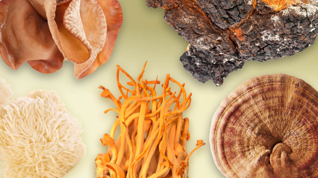 Collage mit verschiedenen Vitalpilzen: Auricularia (Judasohr), Chaga, Igelstachelbart (Hericium), Cordyceps und Reishi.