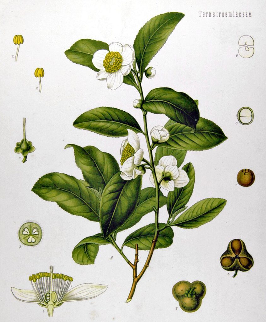 Historische botanische Illustration der Teepflanze Camellia sinensis mit Blättern, Blüten und Fruchtquerschnitten.
