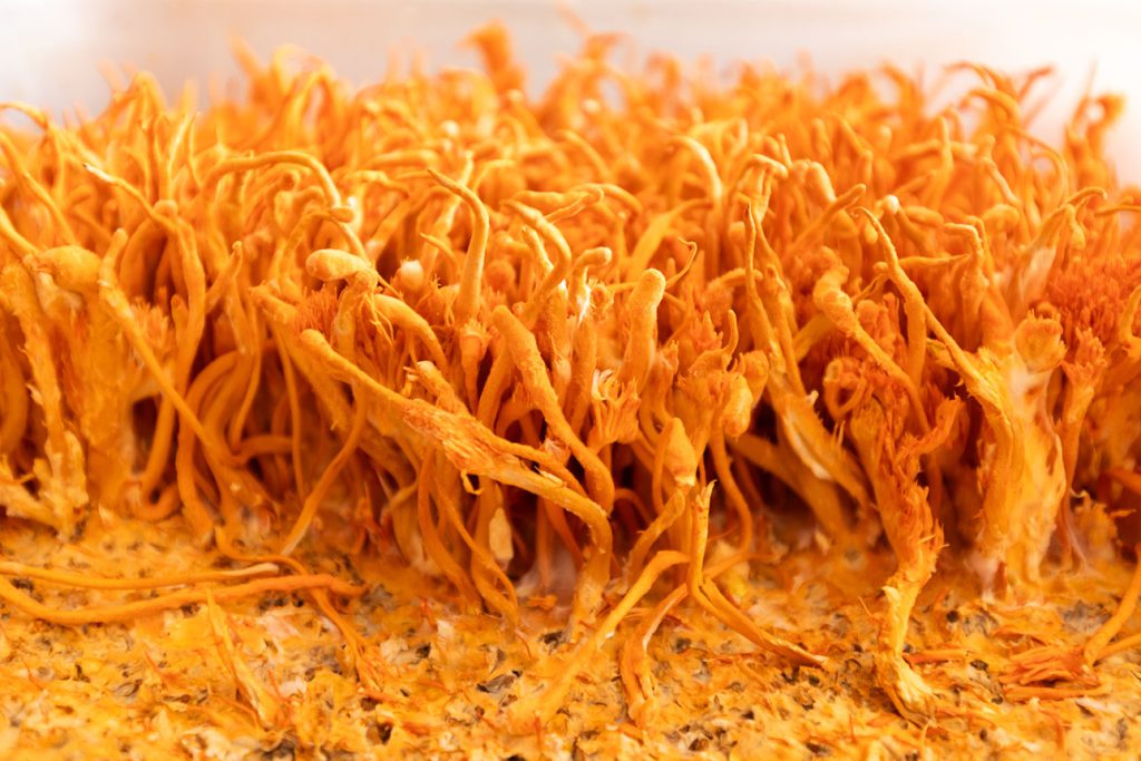 Cordyceps militaris wächst auf einem Substratblock in einer Pilzzucht.