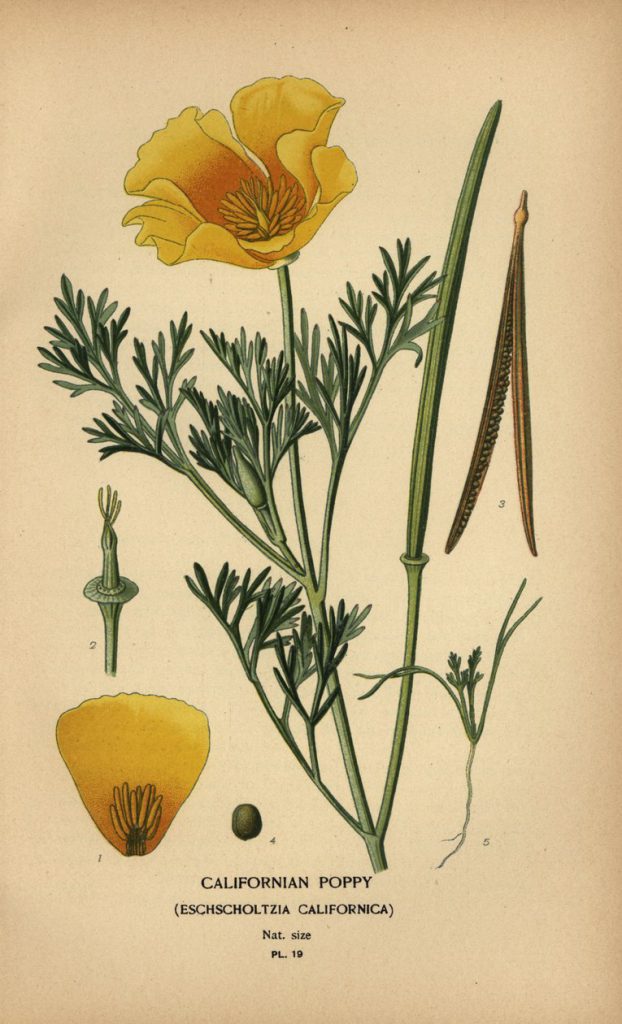 Botanische Zeichnung von Eschscholzia californica (Kalifornischer Mohn) mit Blüte, Blättern, Samenkapsel und Samen – historische Pflanzenillustration.