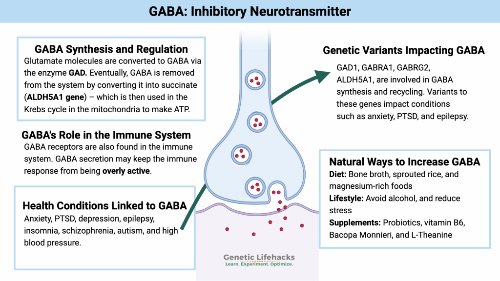 Infografik über GABA (Gamma-Aminobuttersäure) als hemmenden Neurotransmitter mit Informationen zu Synthese, Genetik, Gesundheit und natürlichen Einflussfaktoren.