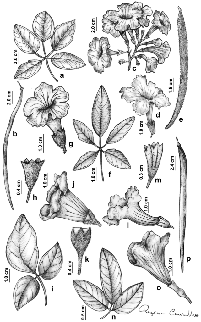 Botanische Tafel von Handroanthus impetiginosus (Tabebuia avellanedae) mit detaillierten Zeichnungen von Blättern, Blüten, Fruchtkapseln und Samen sowie Maßstabsangaben.